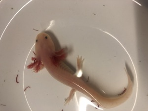 Axolotl Ambystoma mexicanum zu verkaufen  Bild 2