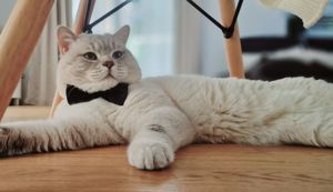 Reinrassiger Bkh Deckkater Bitte Anrufen oder WhatsApp  Bild 5