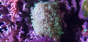 Meerwasseraquarium Red Sea Reefer Komplettset Bild 4