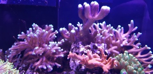 Meerwasseraquarium Red Sea Reefer Komplettset Bild 8