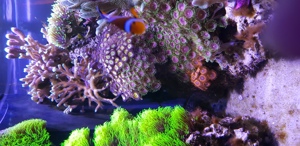 Meerwasseraquarium Red Sea Reefer Komplettset Bild 9