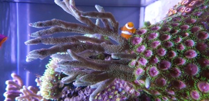 Meerwasseraquarium Red Sea Reefer Komplettset Bild 5