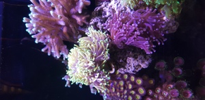 Meerwasseraquarium Red Sea Reefer Komplettset Bild 3