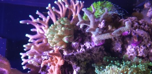 Meerwasseraquarium Red Sea Reefer Komplettset Bild 6