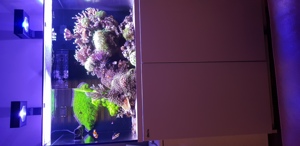 Meerwasseraquarium Red Sea Reefer Komplettset Bild 10