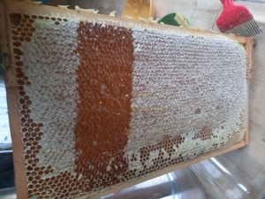 Honig aus Unterheinriet  (500gr.  Sommerhonig   cremig) Bild 2