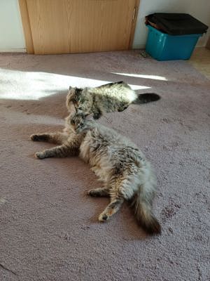 Zwei bezaubernde Sibirischen Wald Katzen zuverkaufen  Bild 2