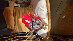 Chihuahua Welpen reinrassig Bild 4