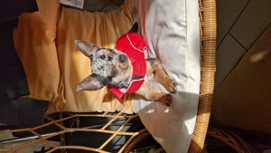Chihuahua Welpen reinrassig Bild 3