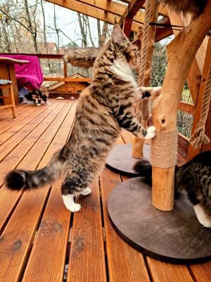 Maine Coon Katzen mit Stammbaum   Zuchtfreigabe N N und Kastraten zur Abgabe Bild 6
