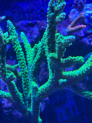 koralle ableger meerwasser aquarium acropora enzmann