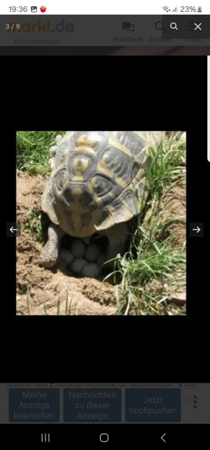 Griechische Landschildkröten 2023 weiblich Bild 6