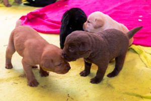 Reinrassige Labrador Welpen in tollen Farben  Bild 3