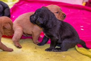 Reinrassige Labrador Welpen in tollen Farben  Bild 2