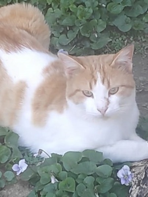 Marcio, geb. ca.05 2021, lebt inGRIECHENLAND,auf einer privaten Pflegestelle Bild 6