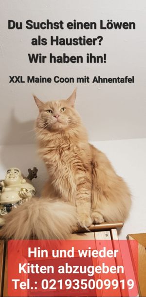 Maine Coon Kitten XXL Bild 1