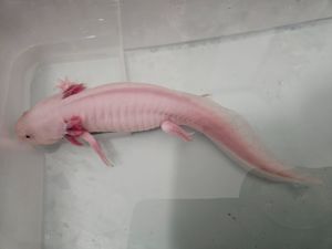 Axolotl , 1 jährig. Bild 4