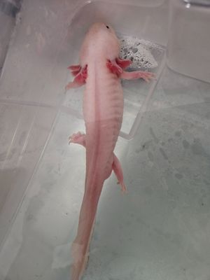 Axolotl , 1 jährig. Bild 6