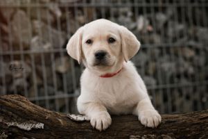 Labrador welpen sucht ein liebevolles Zuhause Bild 2