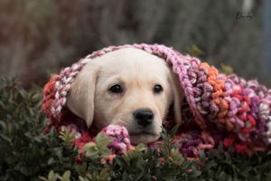 Labrador welpen sucht ein liebevolles Zuhause Bild 1