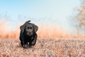 Labrador welpen sucht ein liebevolles Zuhause Bild 3