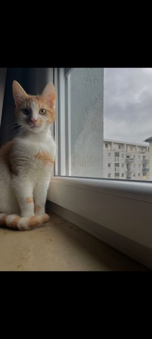 Orange Liebevolle Katze Bild 1