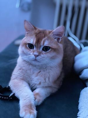 Deckkater mit stambom Armani
