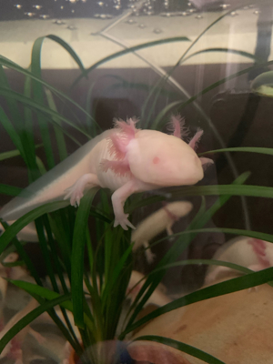Geschlechtsreife Axolotl Wasserdrachen Molch Amphibien Weißlinge und Albinos Bild 2