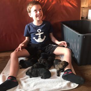 Deutscher Schäferhund Welpen reinrassig gerader Rücken Leistungslinie gesund DDR Rote Papiere! Bild 3