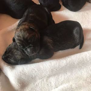 Deutscher Schäferhund Welpen reinrassig gerader Rücken Leistungslinie gesund DDR Rote Papiere! Bild 8