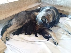 Deutscher Schäferhund Welpen reinrassig gerader Rücken Leistungslinie gesund DDR Rote Papiere! Bild 9