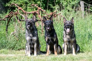 Deutscher Schäferhund Welpen reinrassig gerader Rücken Leistungslinie gesund DDR Rote Papiere! Bild 10