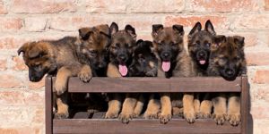 Deutscher Schäferhund Welpen reinrassig gerader Rücken Leistungslinie gesund DDR Rote Papiere! Bild 2