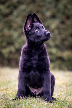 Deutscher Schäferhund Welpen reinrassig gerader Rücken Leistungslinie gesund DDR Rote Papiere! Bild 4