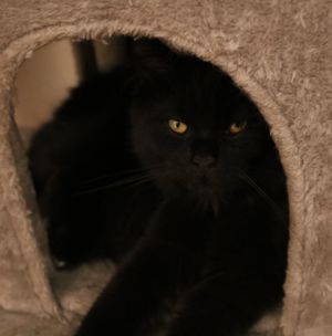 Perser-Maine Coon Kitten aus liebevoller Aufzucht Bild 3