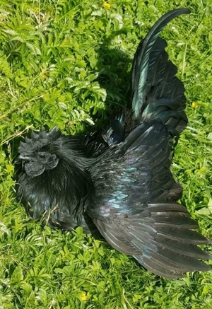 Ayam Cemani Bruteier aus Ausstellungszucht komplett schwarze Hühner  Bild 3