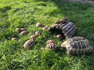 Schildkröten