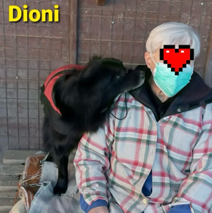 Traumjunge Dioni ist mittelgroß und sucht ein super Zuhause bei lieben Menschen *PS in Kroatien* Bild 6