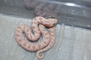 Hakennasennattern - Hognose - Heterodon Nasicus - Lystrophis Xenerodon pulcher