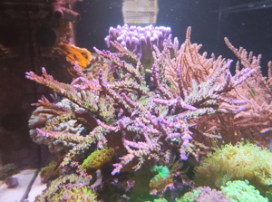Meerwasser Aquarium Ableger Korallen sps Acropora  electric miyagi Bild 1
