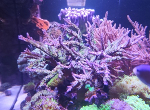 Meerwasser Aquarium Ableger Korallen sps Acropora  electric miyagi Bild 2