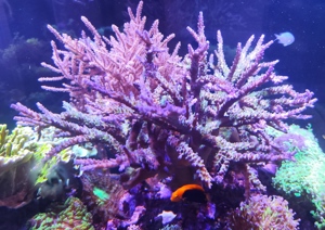 Meerwasser Aquarium Ableger Korallen sps Acropora  electric miyagi Bild 3