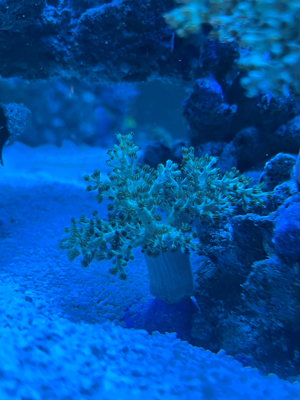 Koralle Ohrenleder Affenhaar Kenia Meerwasser Bild 4