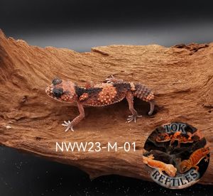 2.0 Nephrurus Wheeleri Wheeleri (rauer Knopfschwanz-Gecko) Bild 2