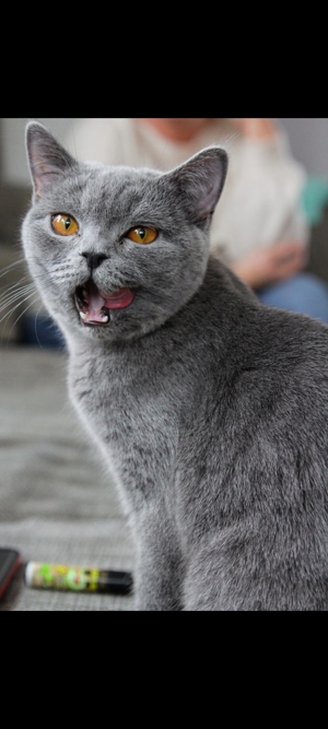 Britisch Kurzhaar Katze  Bild 1