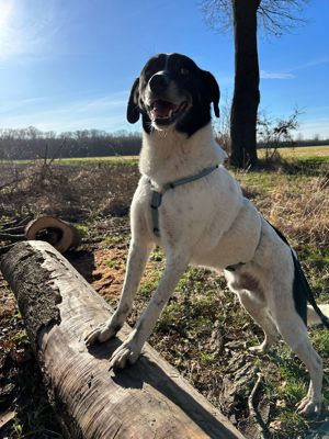 Ajax- Menschenbezogener, zauberhafter Hund sucht seine Familie Bild 6