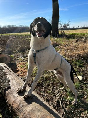 Ajax- Menschenbezogener, zauberhafter Hund sucht seine Familie Bild 7