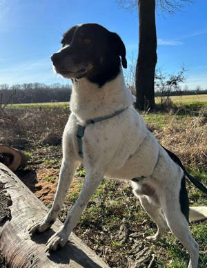 Ajax- Menschenbezogener, zauberhafter Hund sucht seine Familie Bild 3