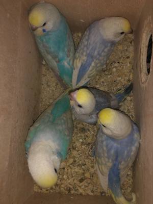 Wellensittich Rainbow Nestjung Handzahm Bild 6