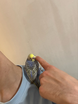 Wellensittich Rainbow Nestjung Handzahm Bild 3